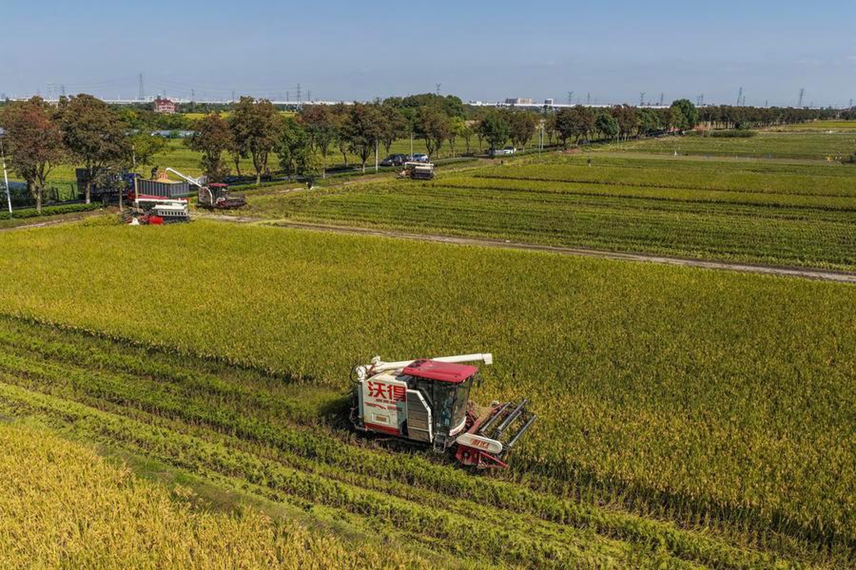 Çin'in Jiaxing kentinde 9 bin 333 hektarda çeltik hasadı başladı