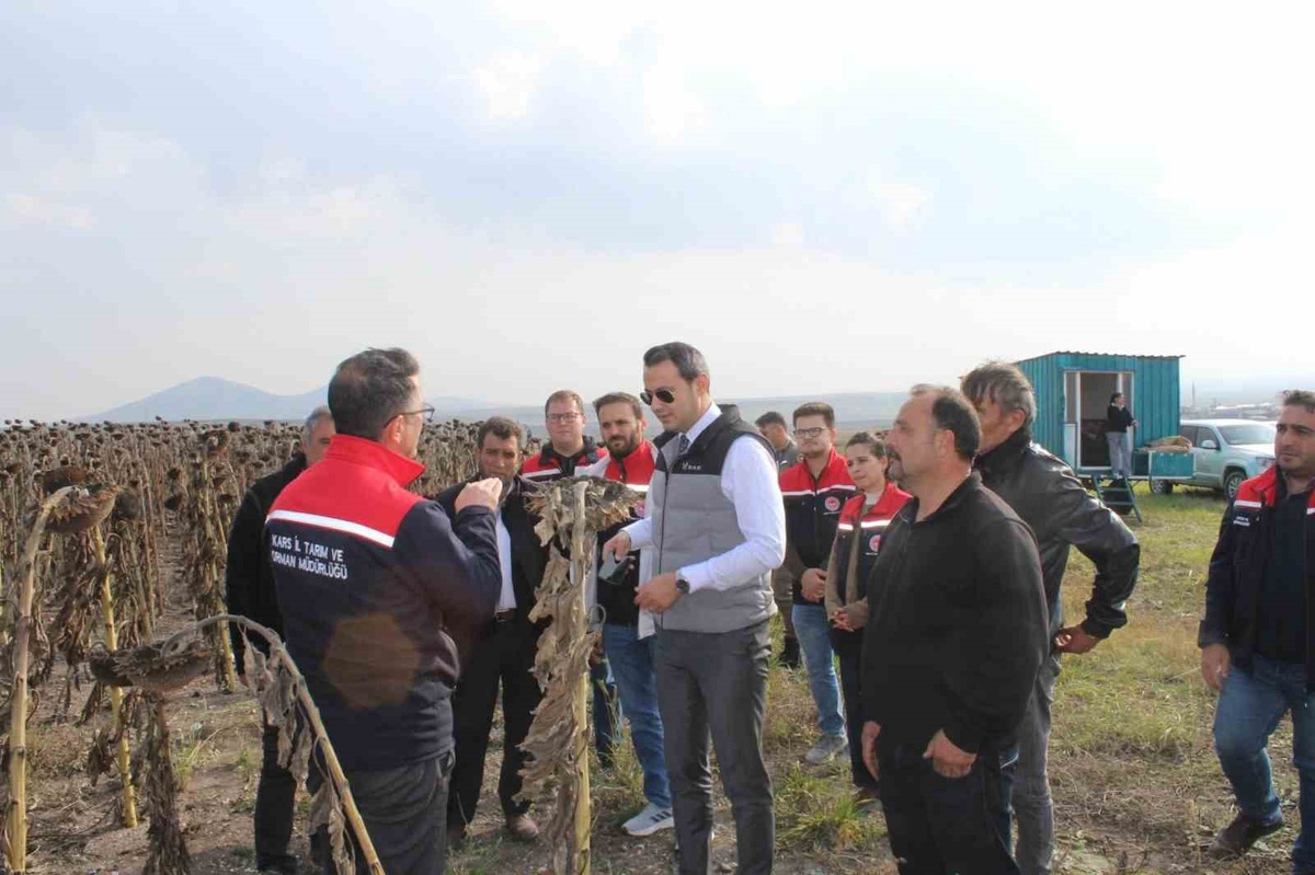 Kars Selim'de 80 dönümlük ayçiçeği hasadına Kaymakam Semiz de katıldı
