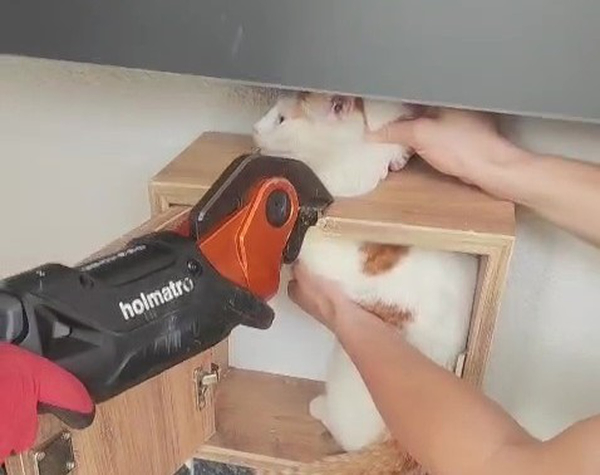 Malatya Battalgazi'de posta kutusuna sıkışan kedi itfaiye ekiplerince kurtarıldı