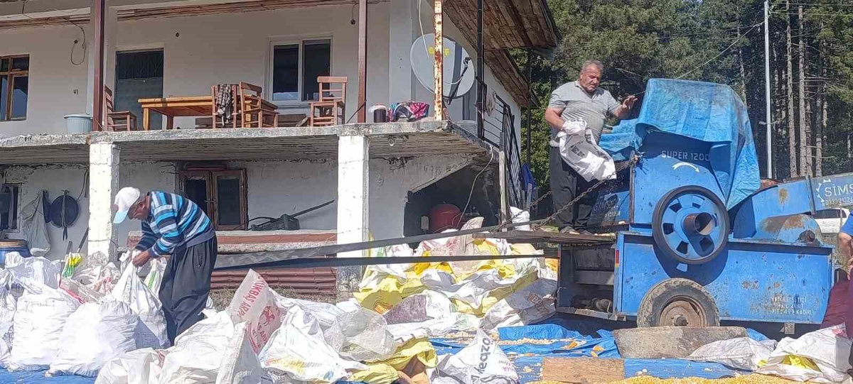 Andırın'da Baki Kıvrak yerli mısır hasadını tamamladı, taneler güneşte kurutuluyor