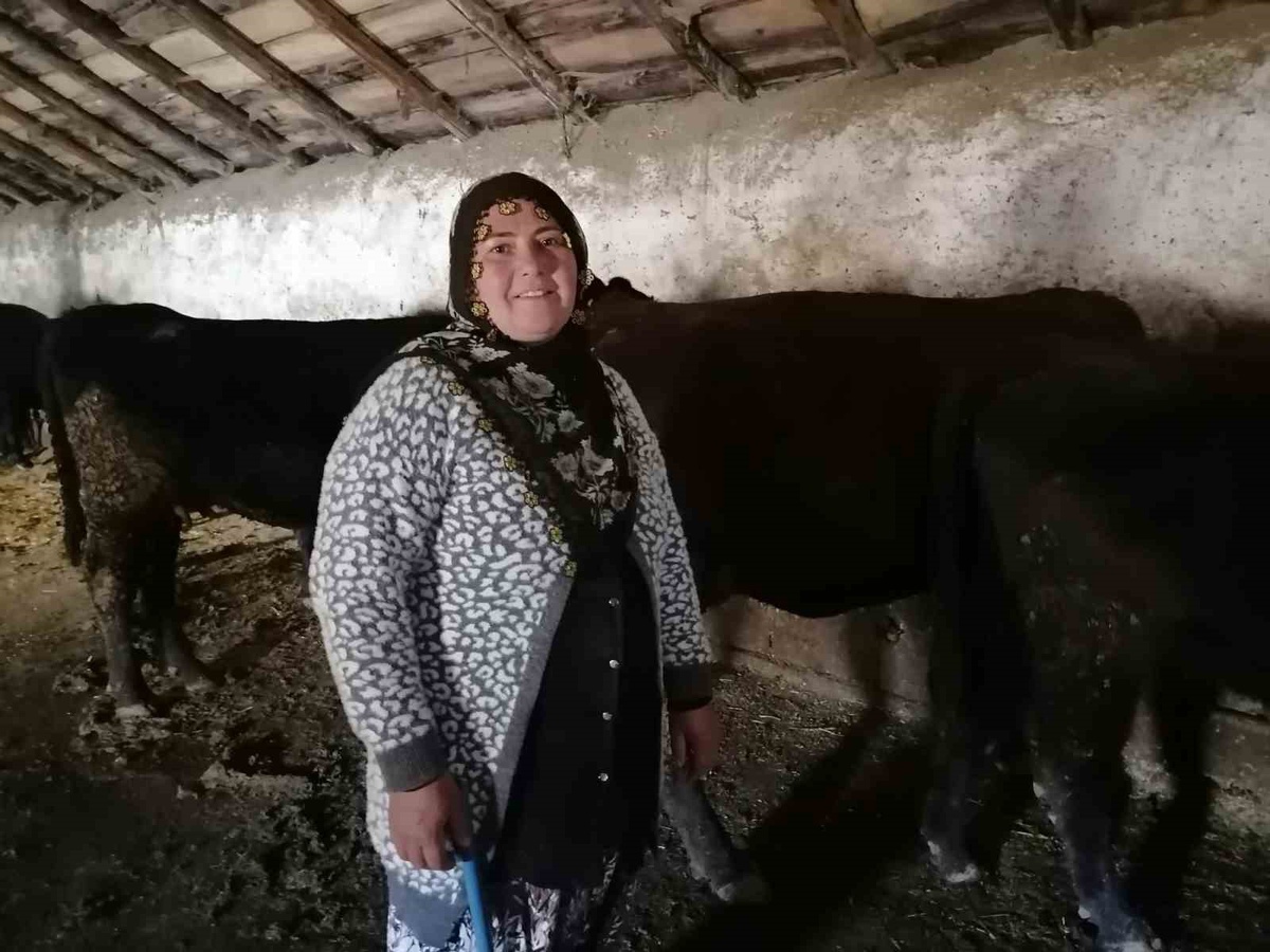 Erzurum Hınıs'ta destek projesinde 34 yetiştirici ilk buzağılarını aldı