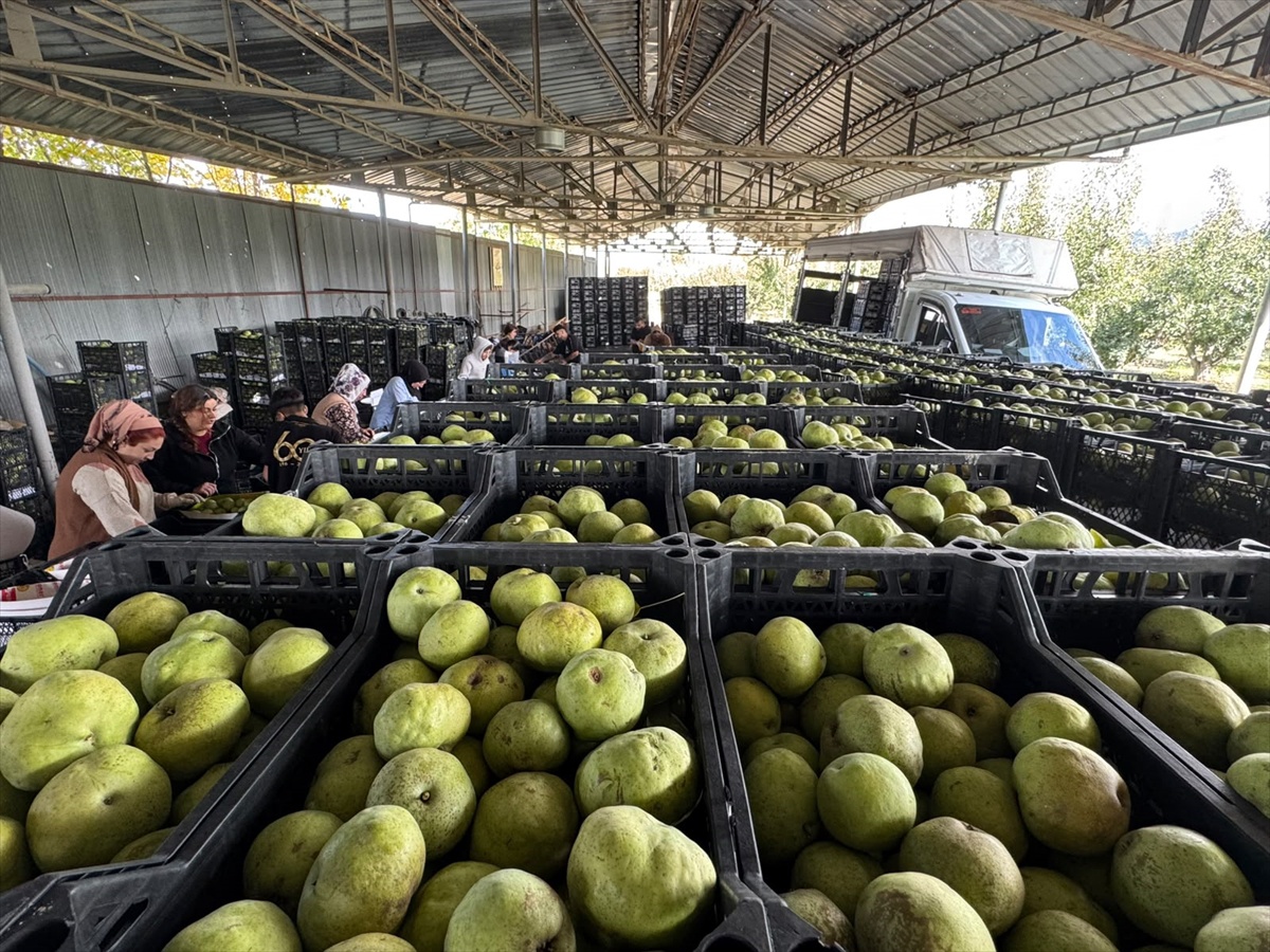 Korkuteli karyağdı armudunda hasat başladı, yıllık 2 bin 500 ton ürün alınıyor