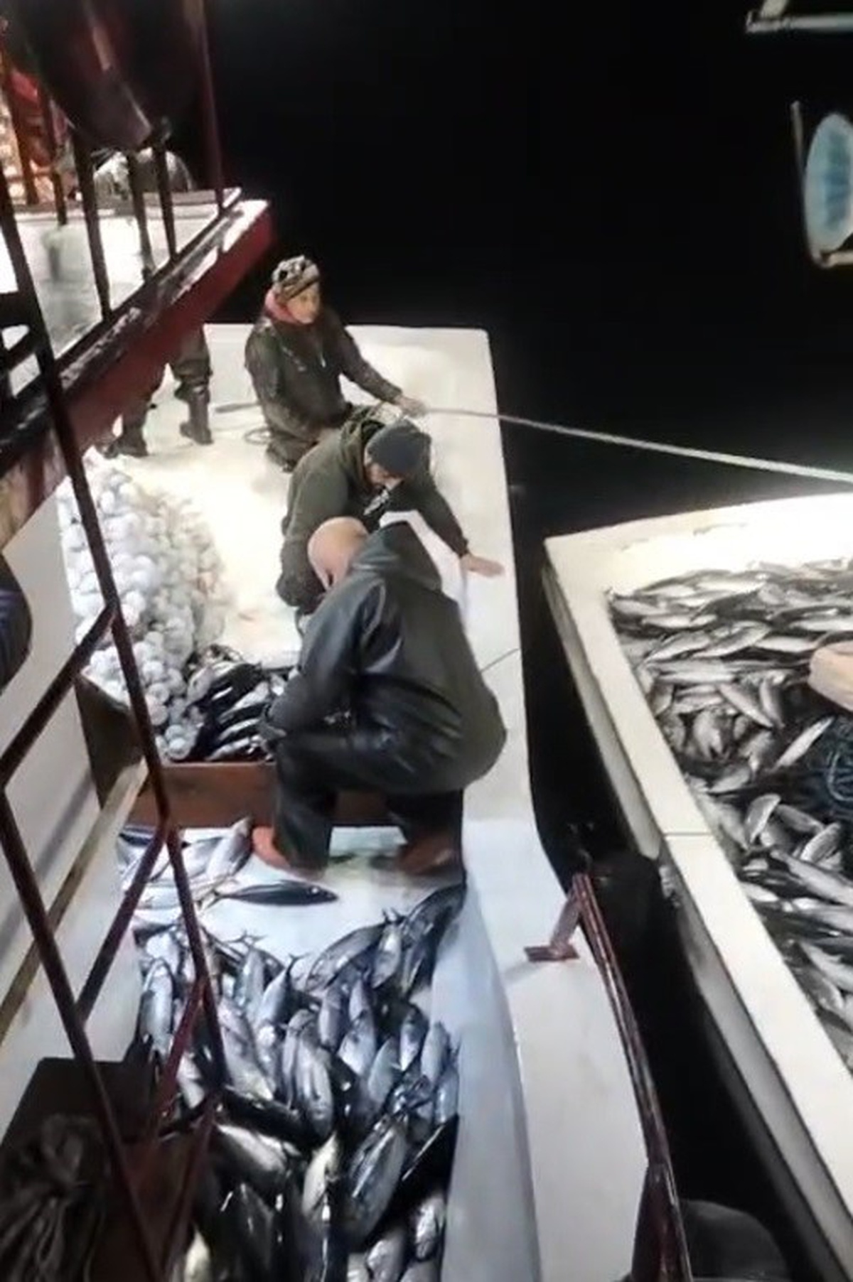 Sinop Ayancık'ta balıkçı Ufuk Yılmaz'ın ağına 5 bin palamut takıldı