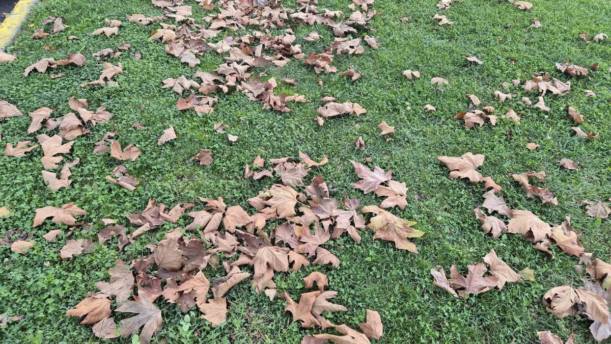 Tekirdağ Süleymanpaşa'da dökülen yapraklar yeşil alanlara sonbahar rengi kattı