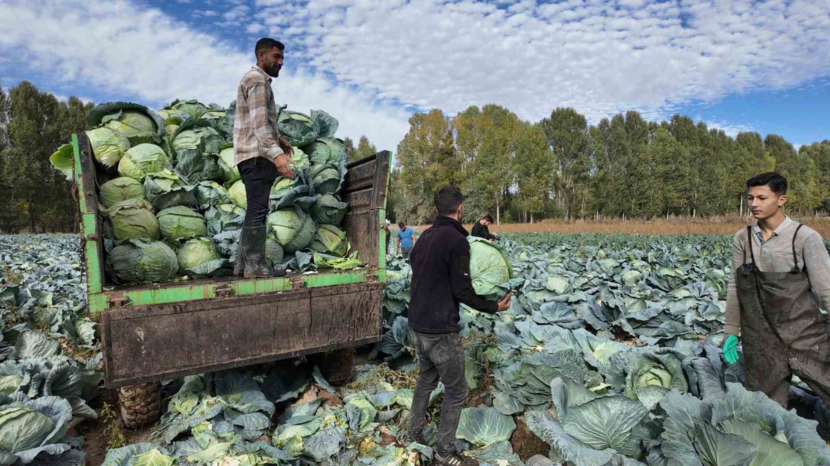 Erciş lahanasında hasat başladı, 500 çiftçi yaklaşık 1700 dekar alanda üretiyor