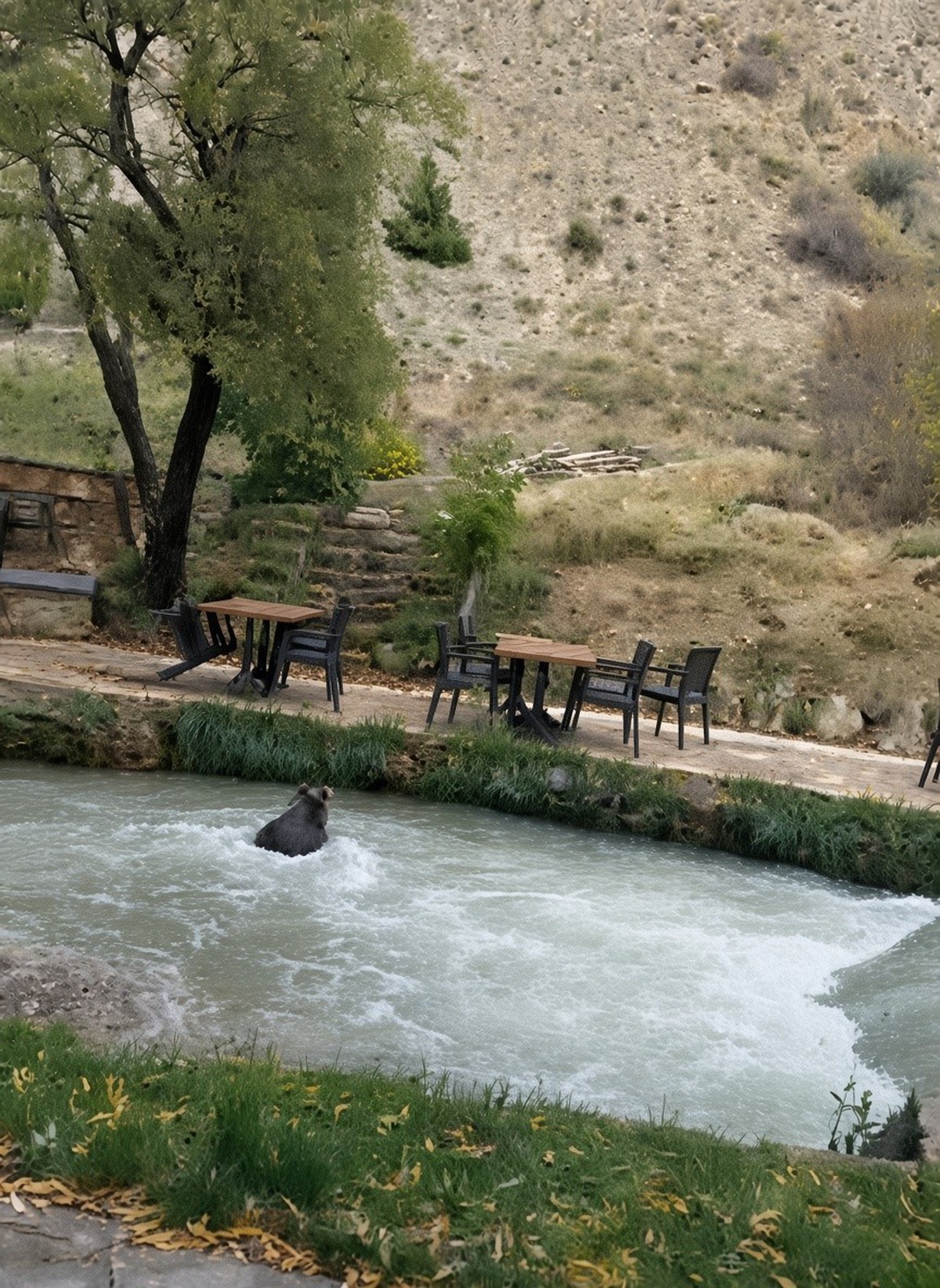 Erzincan Çağlayan'da restoran bahçesine giren yavru ayı su kanalından yüzerek kaçtı