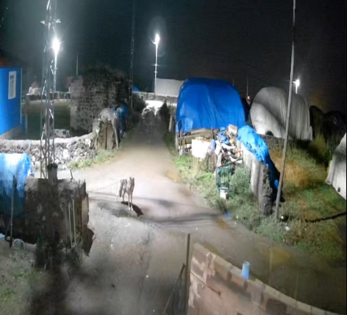 Kars Akyaka'da köy içinde dolaşan kurt sabah 05.00'te güvenlik kamerasına yansıdı