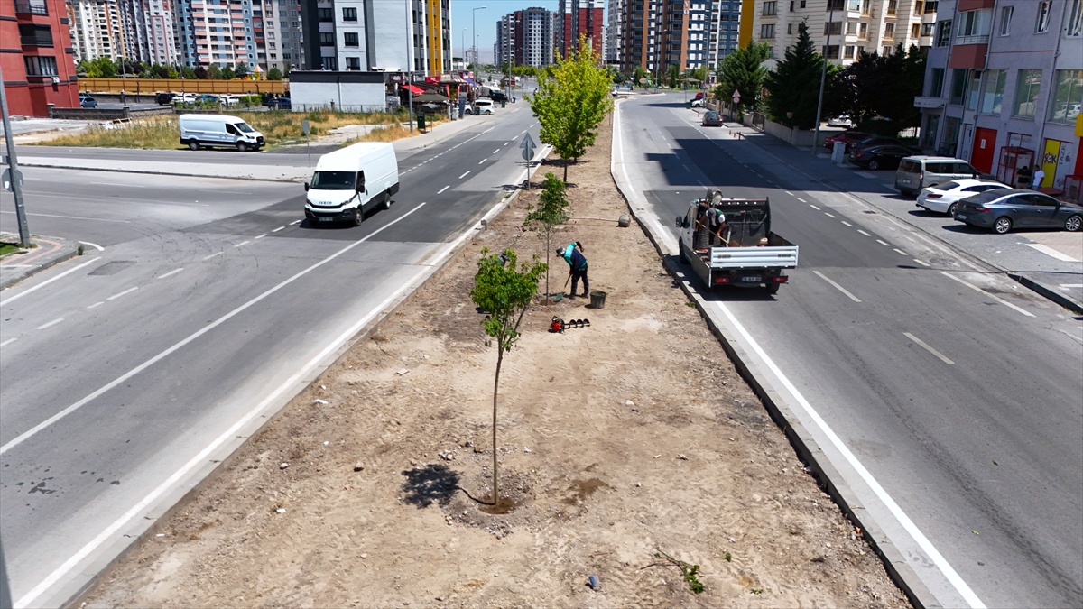 Kayseri Büyükşehir Belediyesi kuruyan ağaçların yerine iklime uygun ağaç dikiyor
