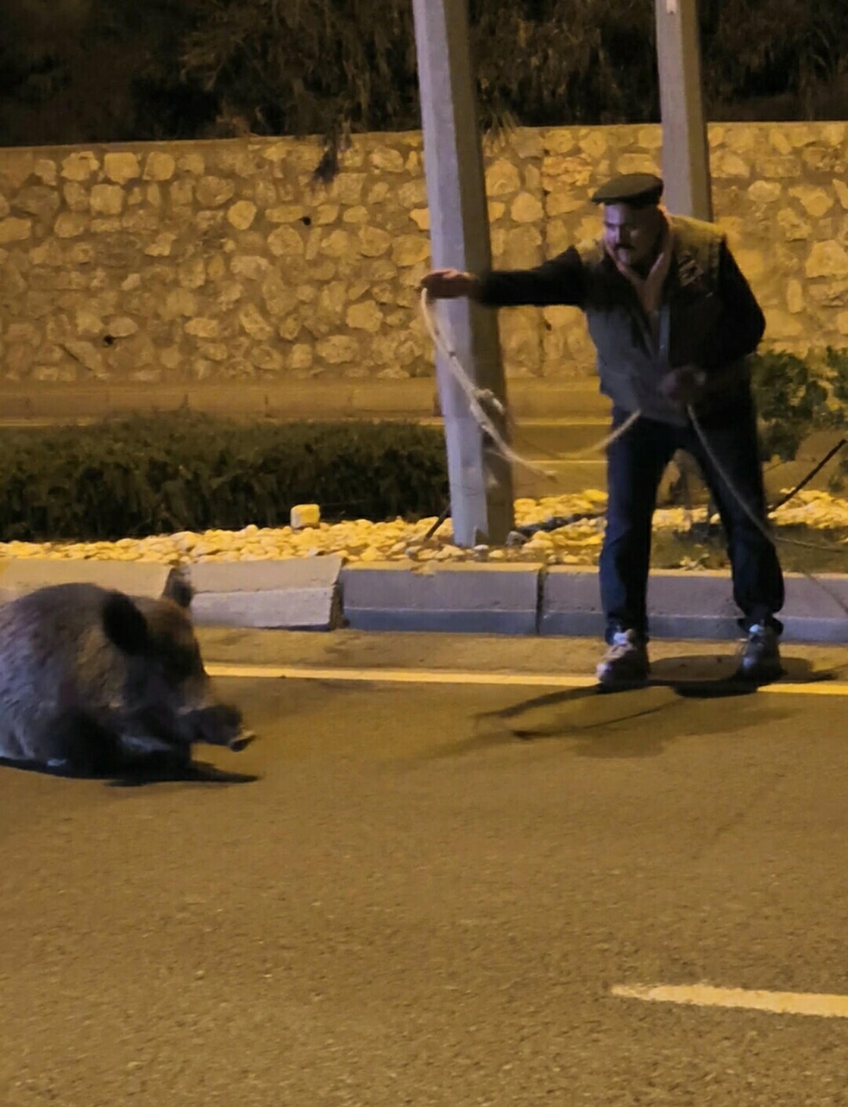 Kuşadası'nda yaban domuzunu kementle yakalamaya çalışana EKODOSD'dan uyarı geldi