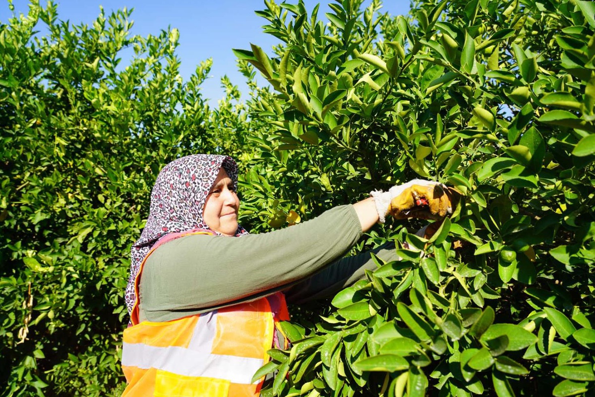 Üreticide 3,90 lira, markette 42,87 lira! Limonda üretici-market fiyat farkı inanılmaz