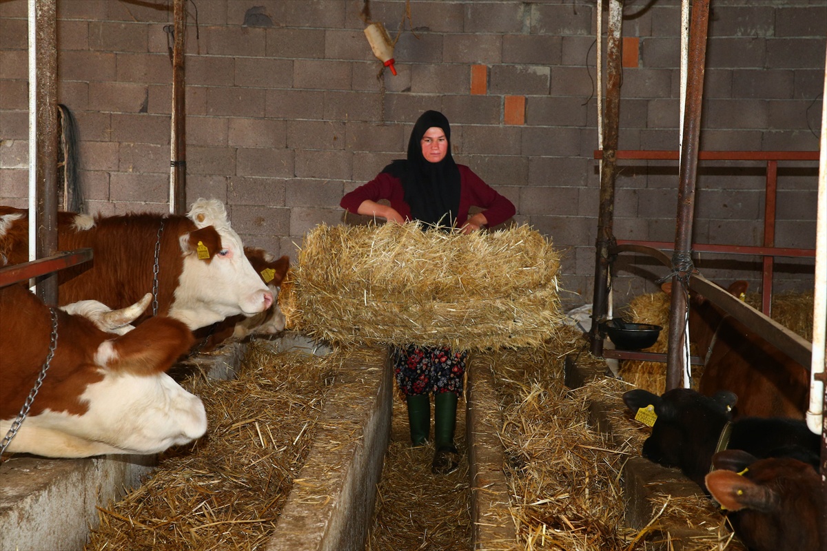 Uşak'ta Mürşide Türk, 20 büyükbaş ve 130 küçükbaş hayvan sahibi oldu
