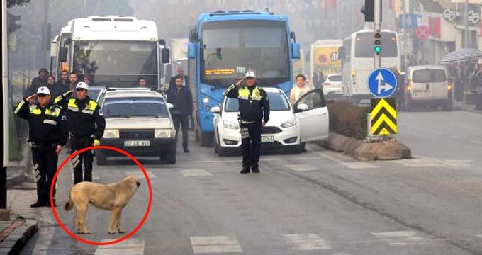 Image result for Edirne'de bir sokak köpeğinin 2 dakika boyunca saygı duruşunda bulunması ve İstiklal Marşı bitene kadar yerinden kıpırdamaması görenlerin duygu dolu anlar yaşanmasına neden oldu.