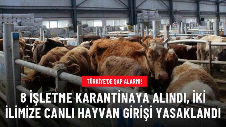 Türkiye'de şap alarmı! 8 işletme karantinaya alındı, iki ilimize canlı hayvan girişi yasaklandı