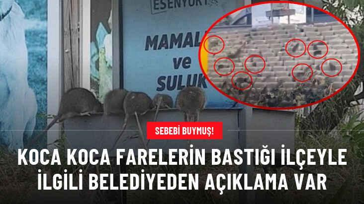 Esenyurt Belediyesi, infial yaratan fare görüntüleri için açıklama yaptı