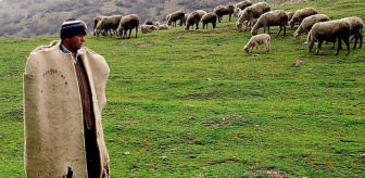 Muş'ta besiciler 40 bin lira maaş vermelerine rağmen çoban bulamıyor