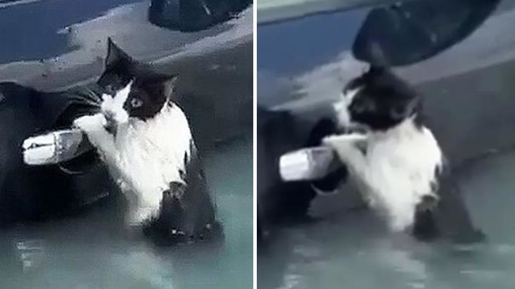 Selin vurduğu BAE'de mahsur kalan kedi böyle yardım bekledi