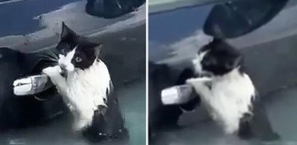 Dubai'de selde mahsur kalan kediyi polis kurtardı