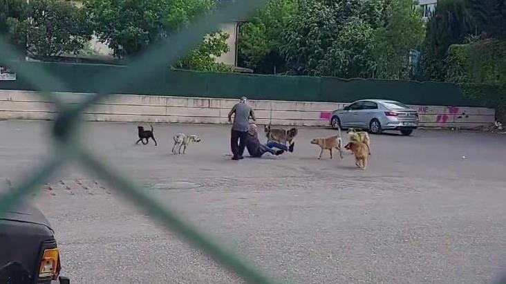 Sokak ortasında 10 köpeğin saldırısına uğradı, canını zor kurtardı