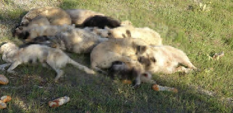 Yozgat'ta 20'nin üzerinde sokak köpeği ölü bulundu