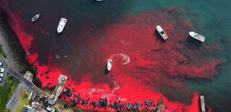 Faroe Adaları'nda 'grindadrap' sırasında 138 pilot balina köylüler tarafından katledildi