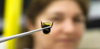 Antalya'dan 25 ülkeye 'bombus arısı' ihracatı