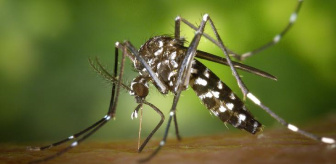 Avrupa alarmda! Ateşli hastalıklara neden olan Asya Kaplan sivrisineği git gide yayılıyor