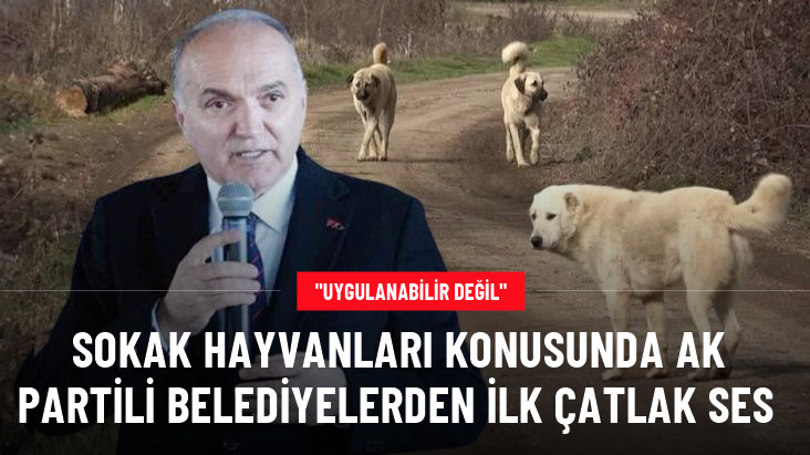 Düzce Belediye Başkanı Özlü'den başıboş köpek düzenlemesine tepki: Bu yasa uygulanabilir değil