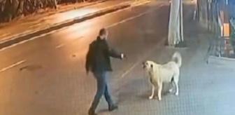 Sokak köpeğinin üzerine yürüyüp silah çekti