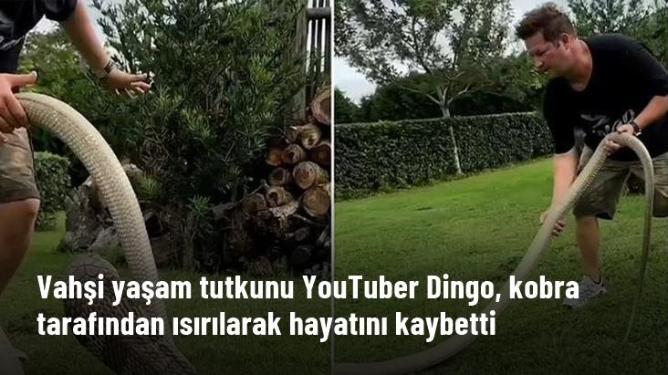 Vahşi yaşam tutkunu YouTuber Dingo, kobra tarafından ısırılarak hayatını kaybetti