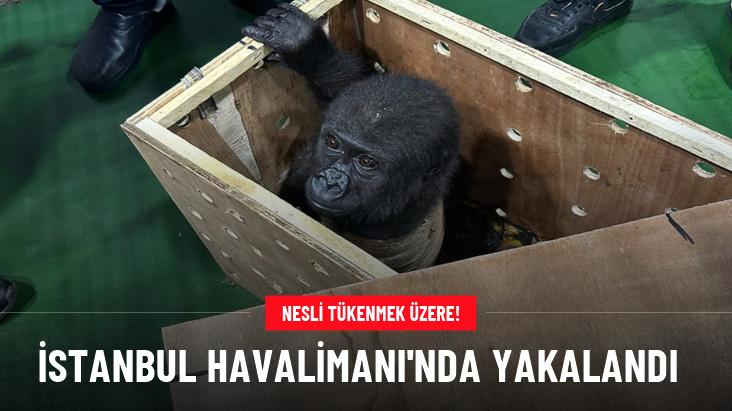 İstanbul Havalimanı'nda nesli tükenmekte olan goril yavrusu yakalandı