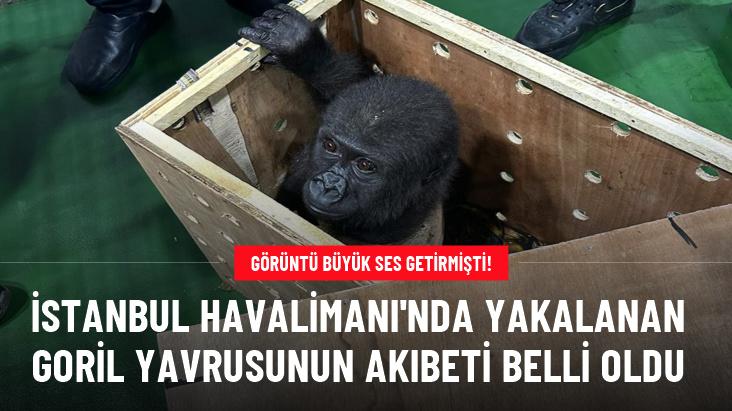 İstanbul Havalimanı'nda yakalanan goril yavrusunun akıbeti belli oldu