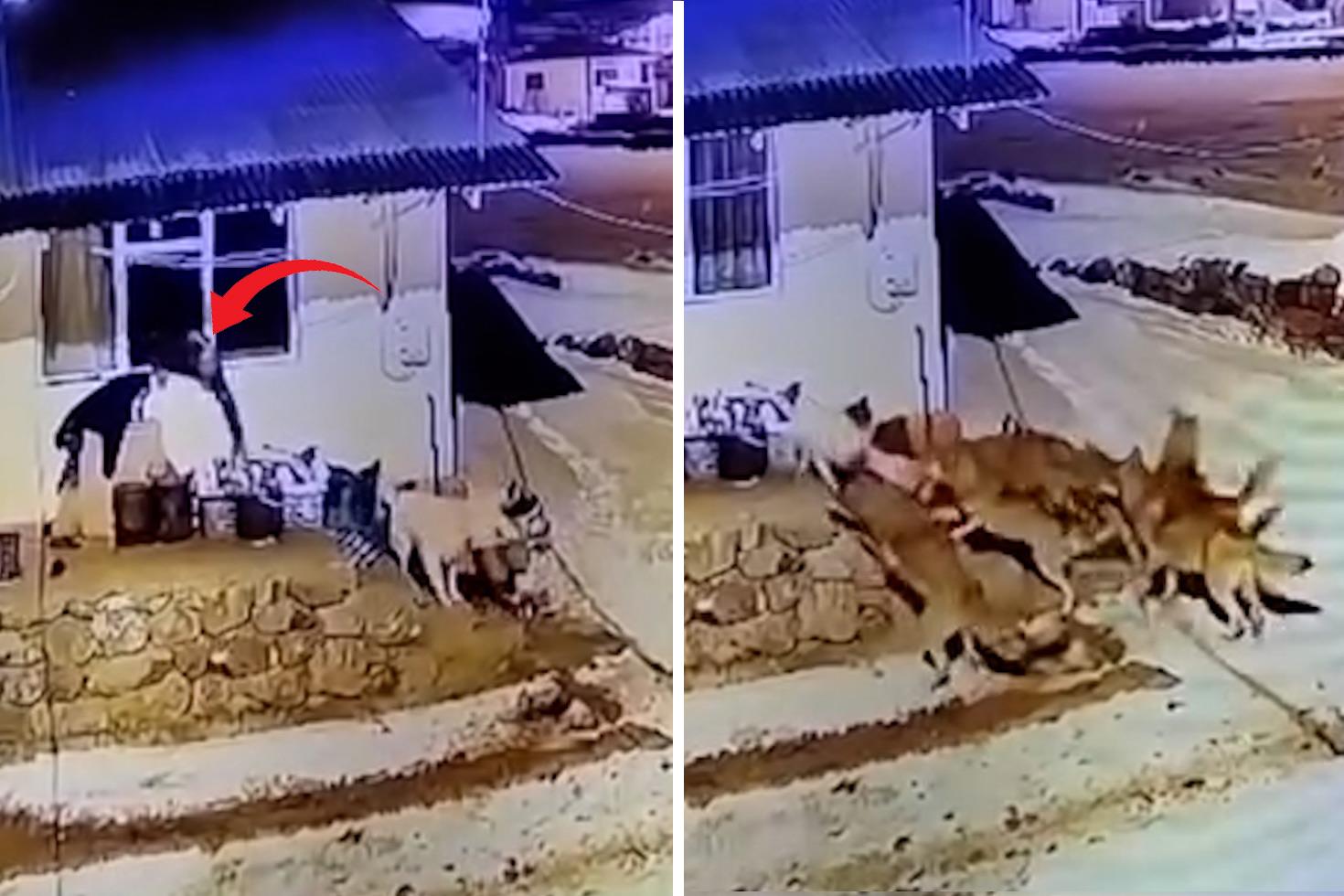Görüntü Türkiye'den! Köpeğinin bağrışlarına uyandı, gördükleri karşısında hayrete düştü