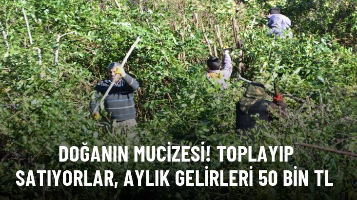 Kendiliğinden yetişen ürün 100 ailenin geçim kaynağı oldu! Aylık 50 bin TL kazanıyorlar