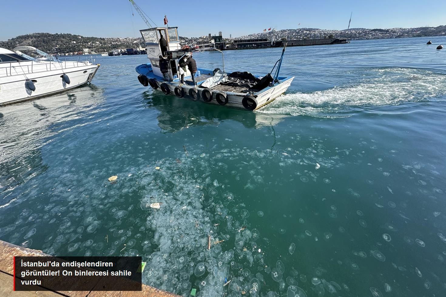 İstanbul'da on binlerce deniz anası sahili istila etti