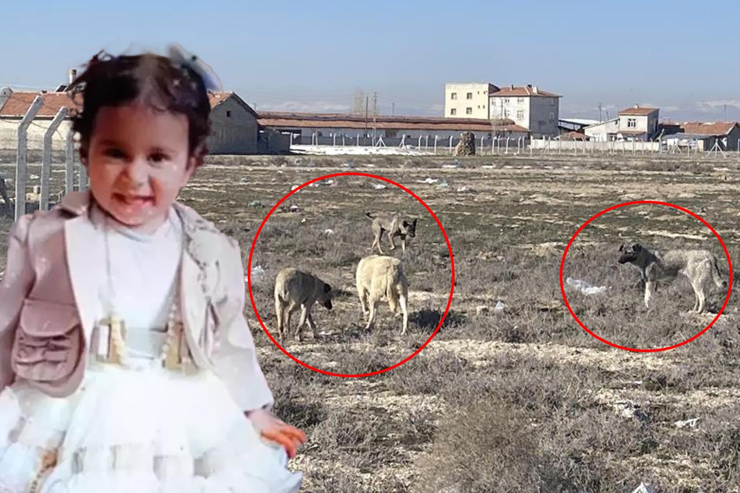 2 yaşındaki Rana'yı köpeklerin parçaladığı yerde yine anı görüntü