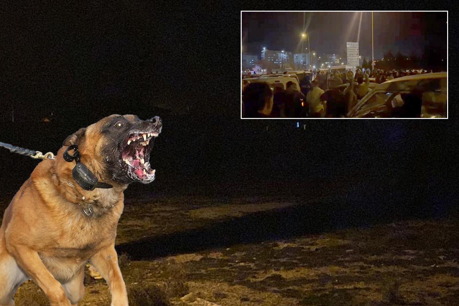 Başıboş köpekler 2 yaşındaki çocuğu öldürdü, halk sokağa döküldü