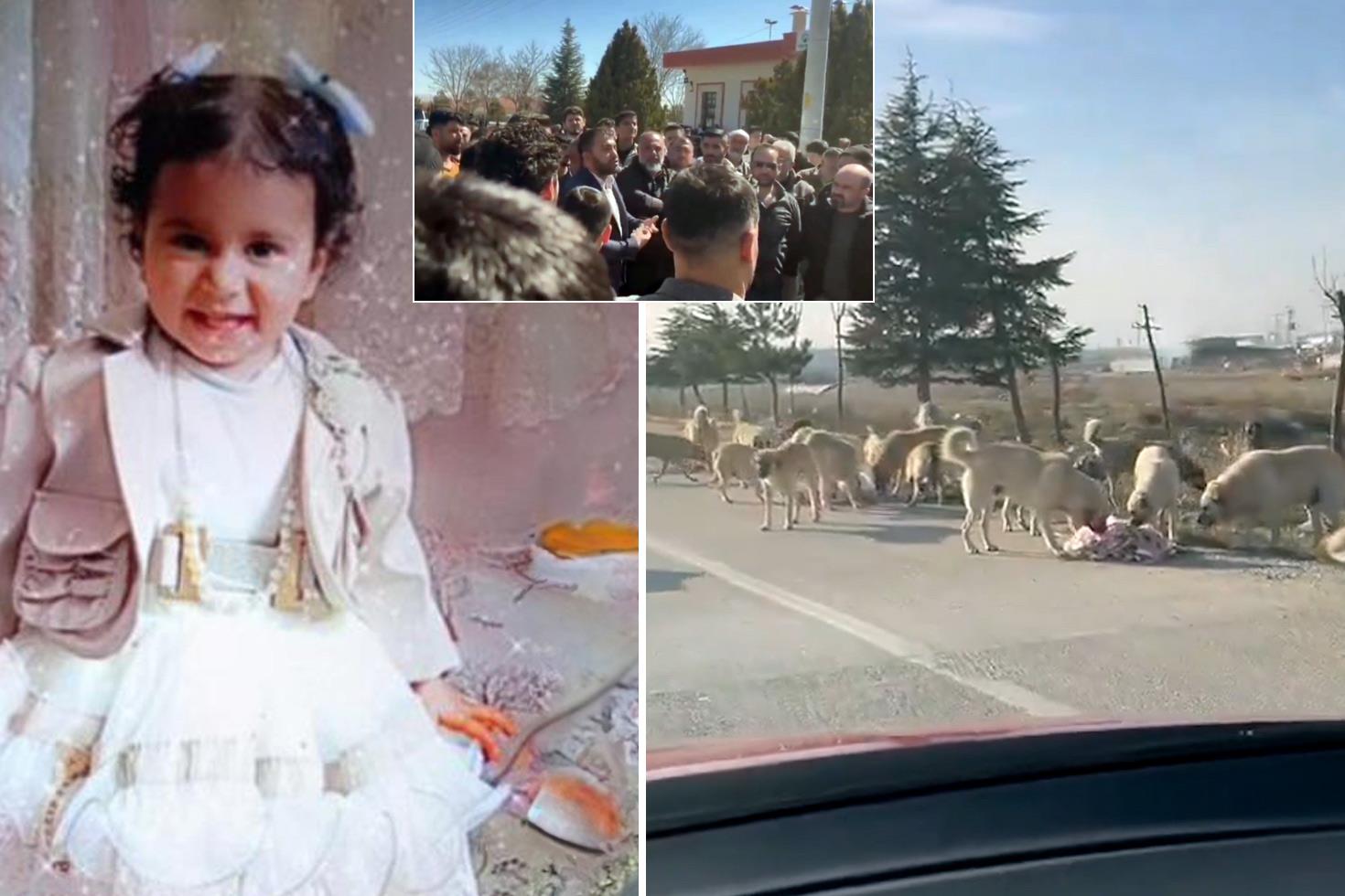Karatay'da mahalleli böyle isyan etti: Önlem alınmazsa köpekleri biz öldüreceğiz