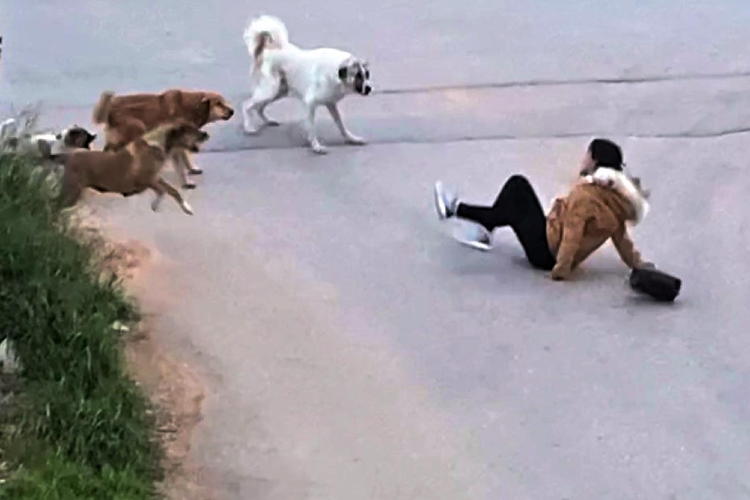 Bakan Yerlikaya'dan sokak köpekleri açıklaması: Müfettişler 2 ayda bir belediyeleri denetleyecek