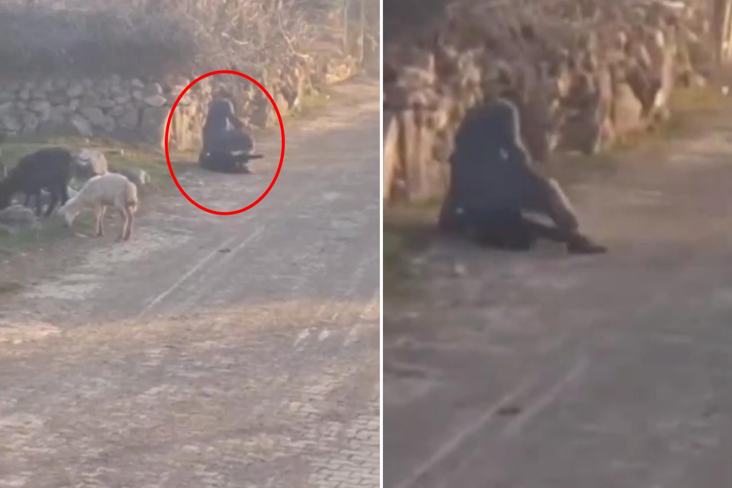 Koyuna eziyet kamerada! Ekipler hemen harekete geçti