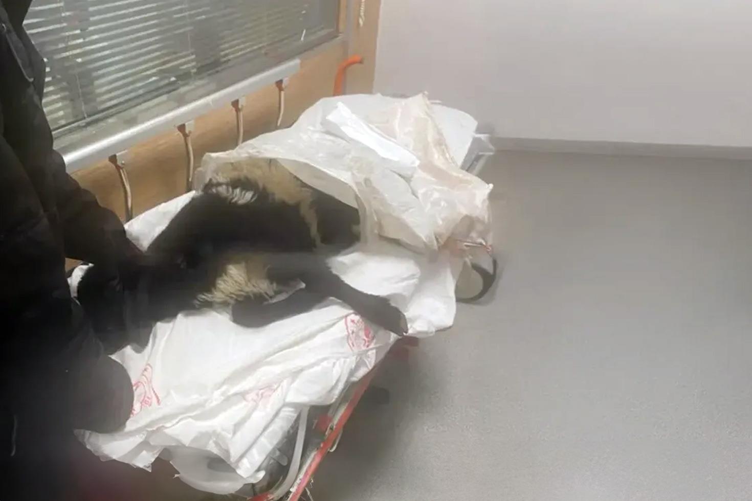 Bir kentimizi karıştıran olay! Ayağı kırılan koynunu tedavi ettirmek için acile getirdi