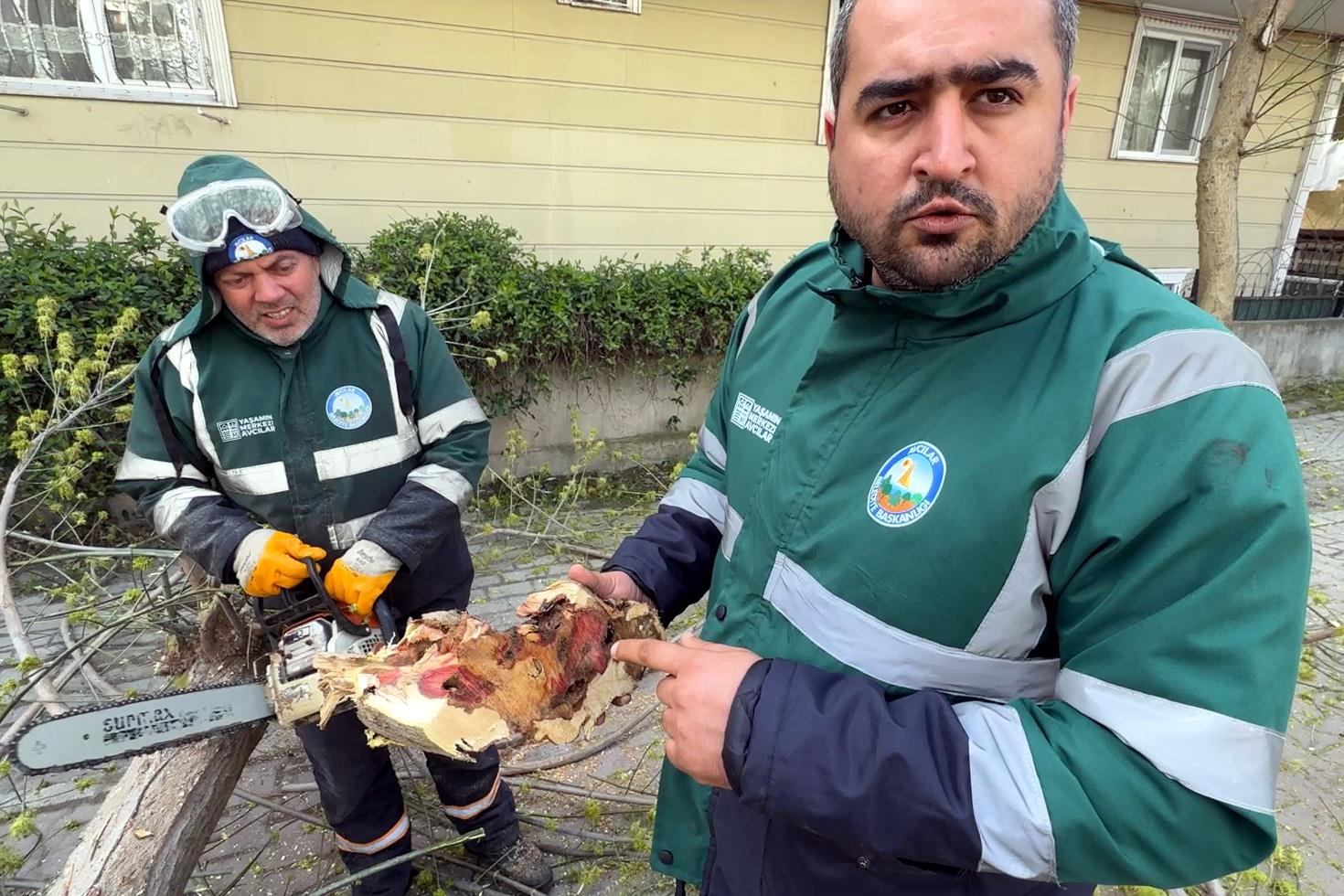 Bakanlık Kırmızı bülten ile uyardı, 23 ağaç kökünden sökülerek imha edildi