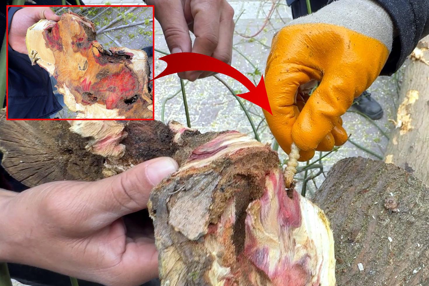 Bakanlık Kırmızı bülten ile uyardı, 23 ağaç kökünden sökülerek imha edildi