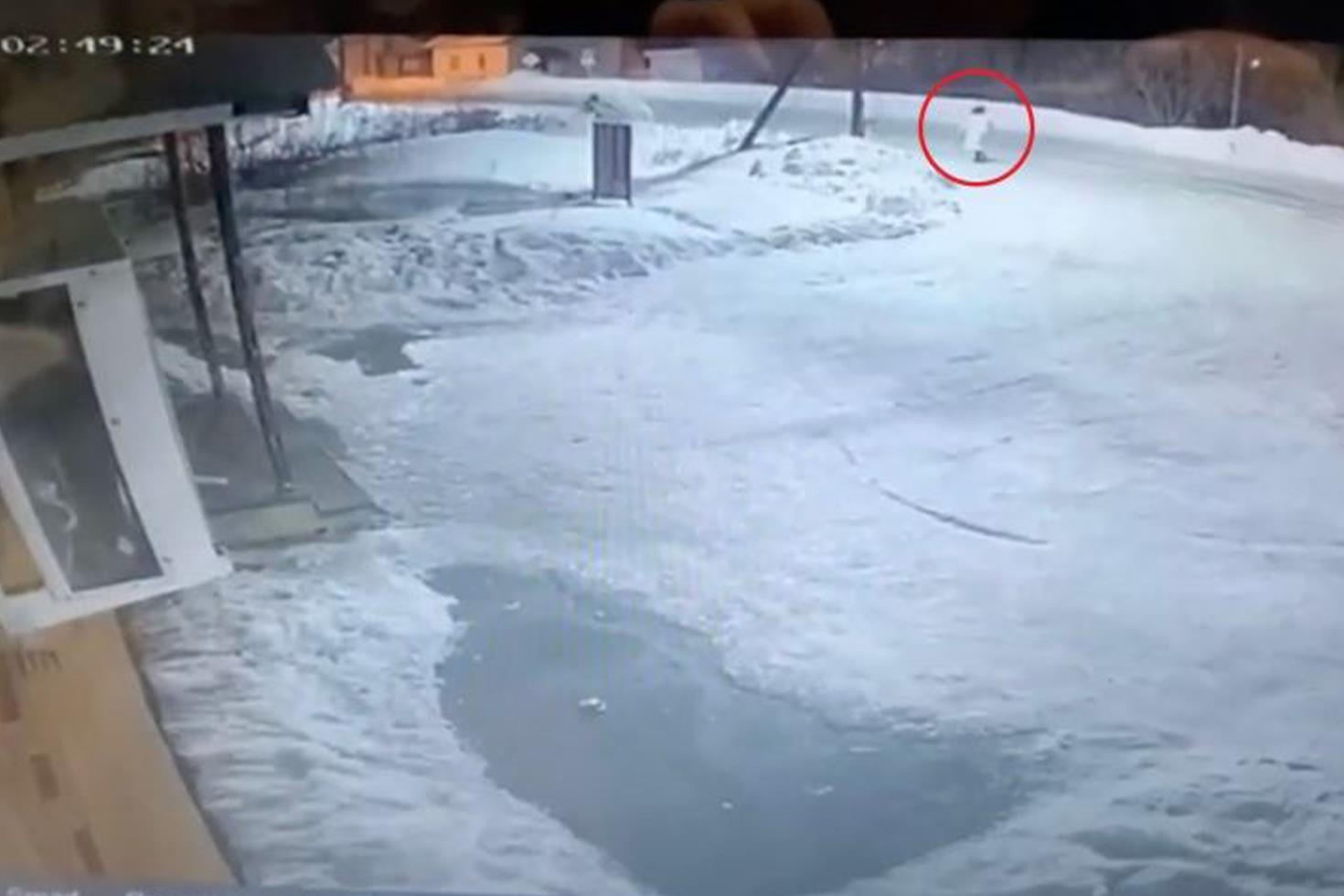 Ayı saldırısına uğrayan kadından geriye sadece kafası kaldı