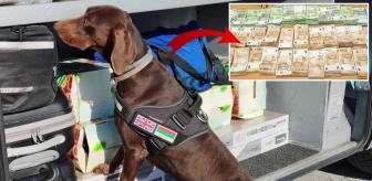 Dedektör köpeğin yakaladığı servet, yetkilileri de şaşırttı