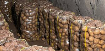 Yurt dışından gelen yüzlerce ton patates virüslü çıktı