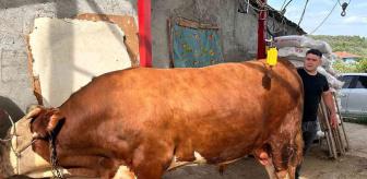 1 tondan fazla! İşte gözü gibi baktığı danasına istediği fiyat