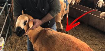Bu kuzular Sivas Kangalı! Etini daha lezzetli kılan bir özelliği var