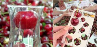 Çay bardağına sığmayan dev kirazda hasat başladı, piyasa değeri 500 TL