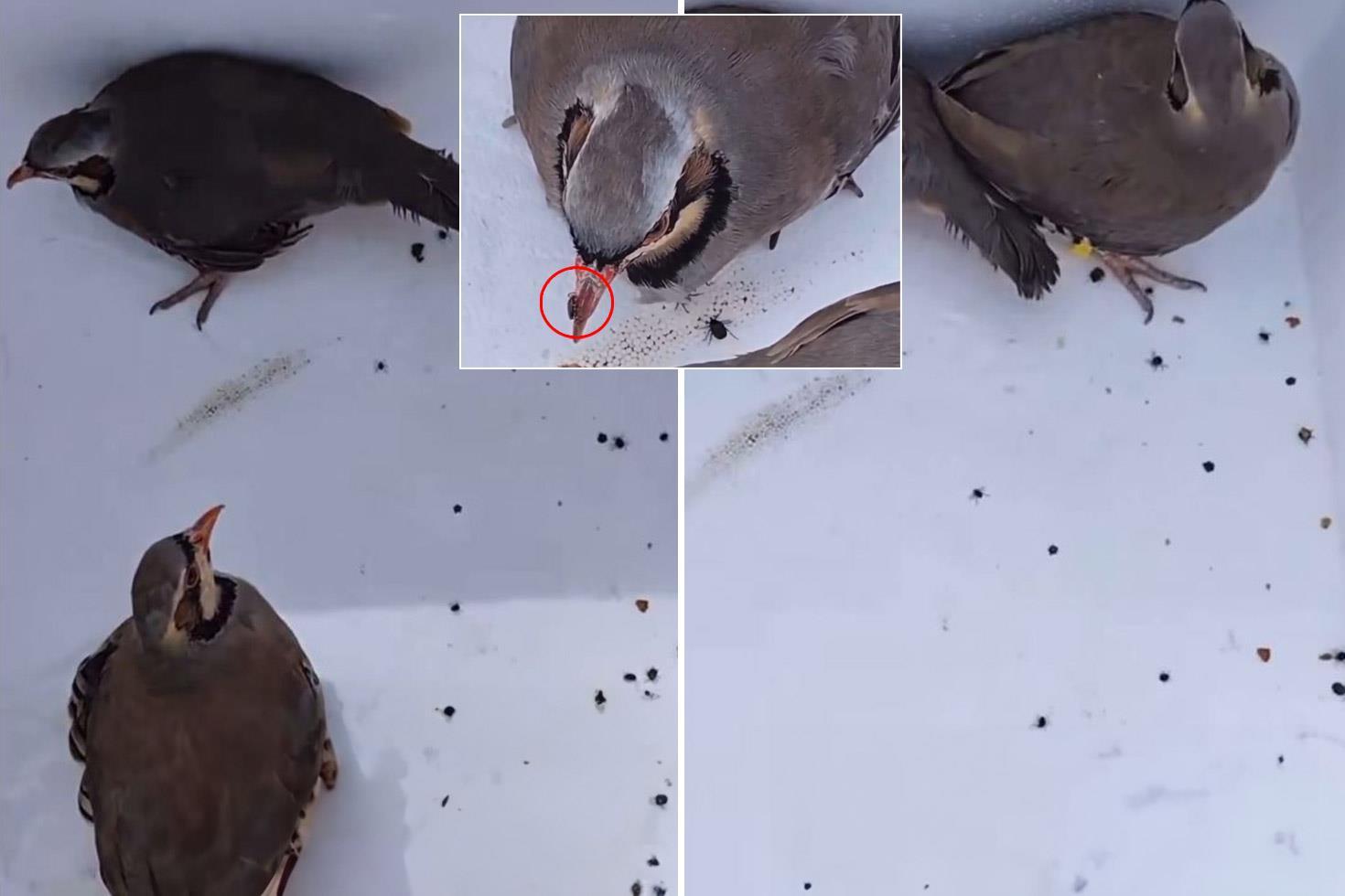 Görüntü Türkiye'den! Keklikleri rahatça öldürebilmek için yaptıkları şova bakın