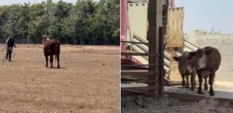 3 angus sevkiyat sırasında sırra kadem bastılar